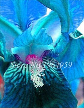 Rare Iris Flower Seeds, Blue Colorful Flowers