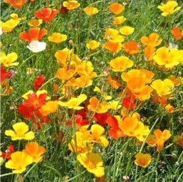 CaliforniaPoppyEschscholtziaCalifornicaFlowers,Mixed