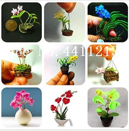 Mixed Colors Orchid Seed phalaenopsis Orchid Seeds