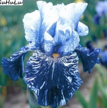 Blue Iris Plant Seeds, Dark Blue White Semi-double Flowers