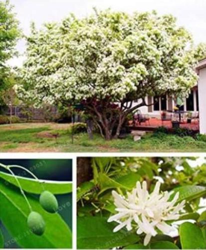 Ornamental Plant Chinese Fringe Tree Seeds