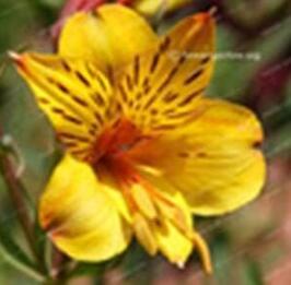 Alstroemeria Peruvian Lily Seeds, Yellow Flowers with Few Black Stripes