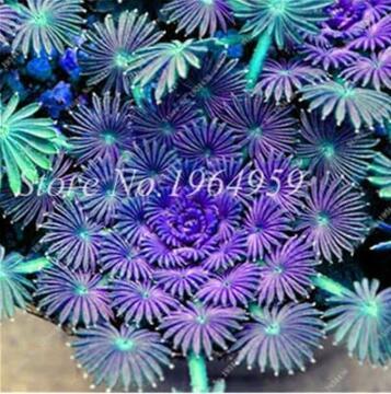 Oxalis Seeds, Purple-Blue Colors