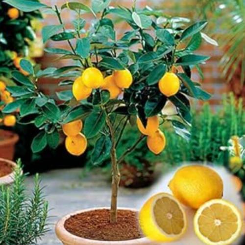 Meyer Lemon Seeds