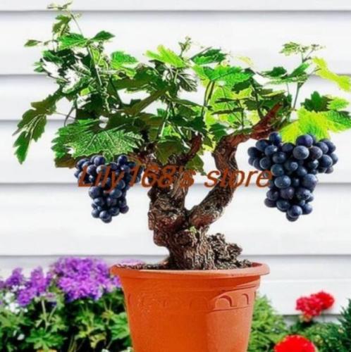 Miniature Black Grape Vine Seeds