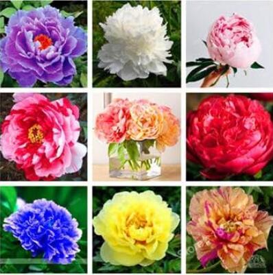Peony Mixed Seeds