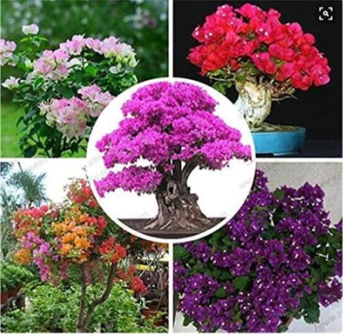 Bougainvillea Seeds, Mixed Colorful Flowers