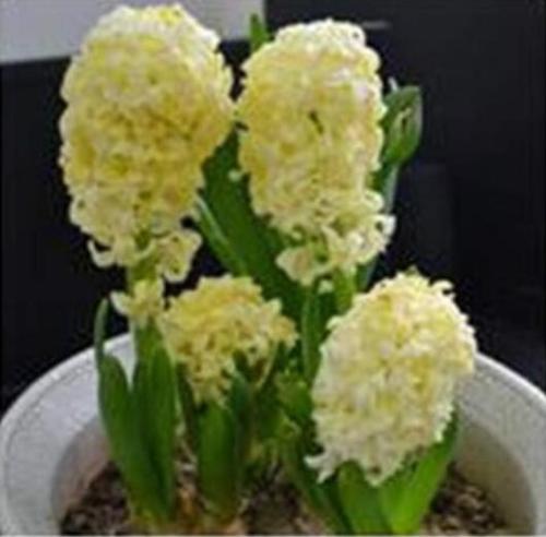 Outdoor Hyacinthus Yellow Flower Seeds