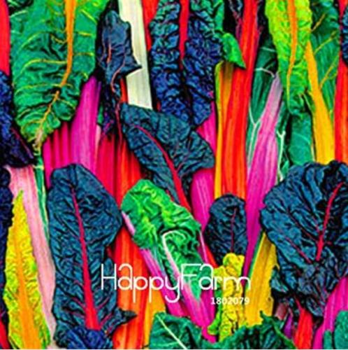 Five Colors Swiss Chard Silverbeet Seeds Fast Growing