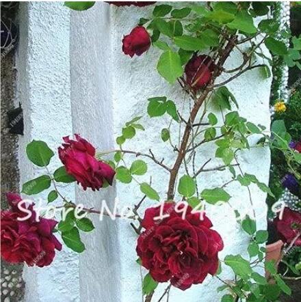 Climbing Roses Flower Seeds, Dark Red Double Flowers