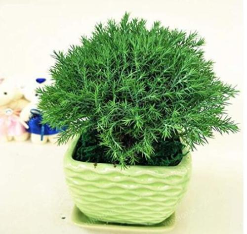 Asparagus Myriocladus Tree Seeds