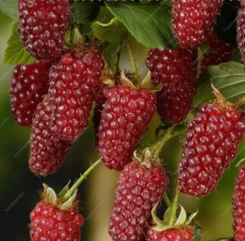 BlackBerry Seeds