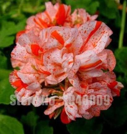 Geranium Seeds, Rose Red & Whitish Pink with Spots