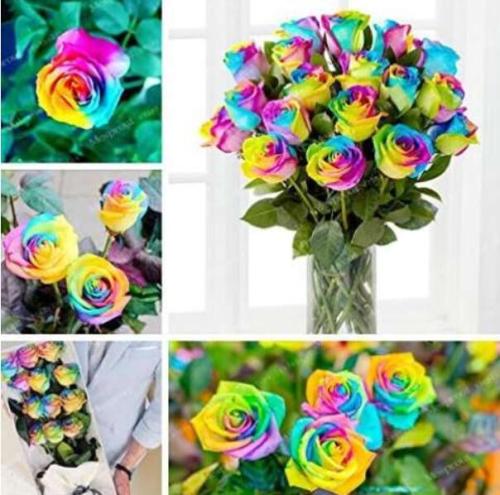 Rare Holland Rainbow Rose Seeds