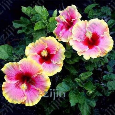 Hibiscus Seeds, Pink & Red with Golden Yellow Edge