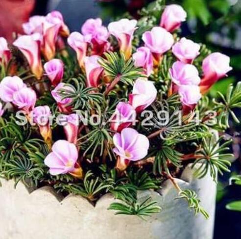 Oxalis Versicolor Flowers Seeds, Purple & Light Pink Flowers