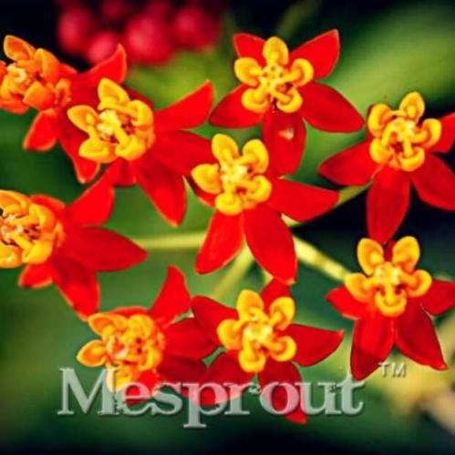 Asclepias curassavica, Mexican Butterfly Flower, Scarlet Milkweed, Bloodflower, Silkweed