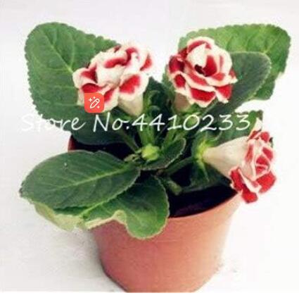 Gloxinia Flower Seeds. White Red Bi-color Flowers