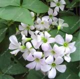 White Oxalis Seeds
