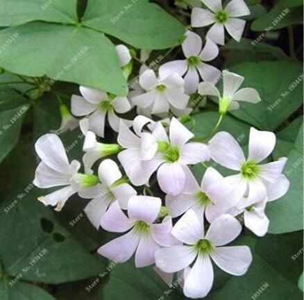 White Oxalis Seeds