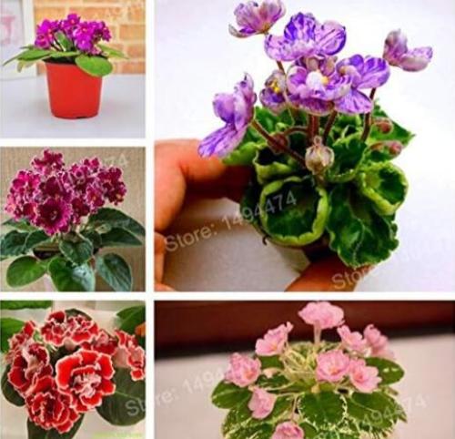 Mixed Color Mini Violet Plantas, African Violet Seeds