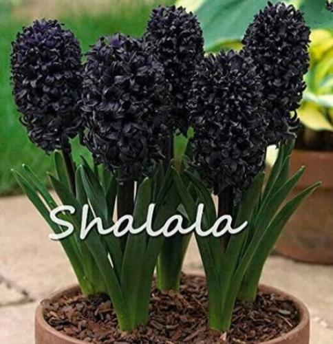 Hyacinth Seeds, Black