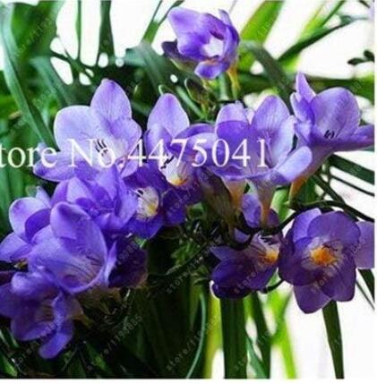 Freesia Bonsai Flower Seeds, Purple Flowers