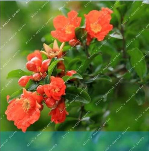 Heirloom Pomegranate Flower Seeds, Light Fragrant Punica Shrub Flowers