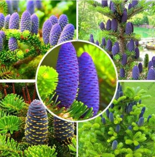 Abies Seeds, Korean Fir