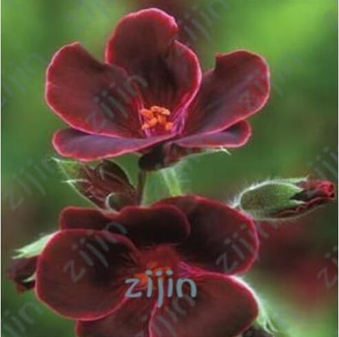 Geranium Seeds, Blackish Red Flowers