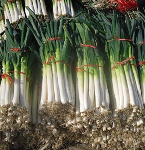 High-yielding Vegetable Seeds Zhangqiudacong