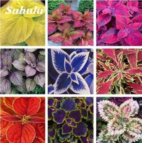 Exotic Coleus Seeds, Mixed