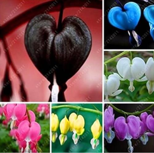 Dicentra Spectabilis Bleeding Heart Flower Seeds