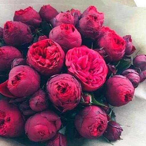 Chinese Peony Flower Seeds, Dark Red