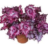 Rare Coleus Seeds, Spiral Gray Red Ornamental Herbs