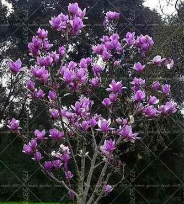 Magnolia Flower Seeds, Purple