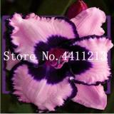 Hemerocallis Middendorffii Daylily Seeds, Pink Double Flowers with Blackish Purple Edge and Centre