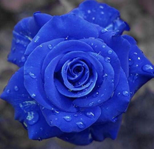 Rare Blue Rose Flower Seeds