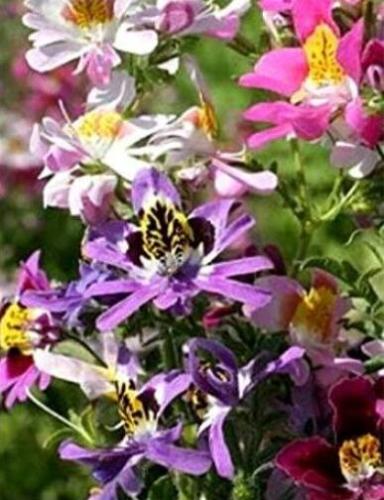 Mixed Butterfly Orchid Angel Wings Schianthus Seeds