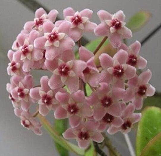 Bonsai Hoya Seeds, Pink Flowers