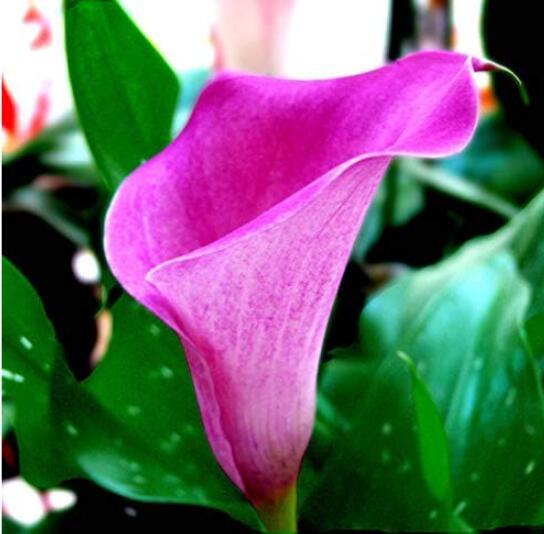 Calla Lily Bulbs, Pink Flowers