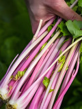 Pink Celery Seeds