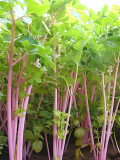 Pink Celery Seeds