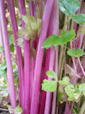 Pink Celery Seeds