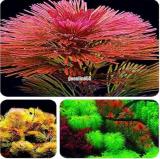 1000 Aquarium Seeds Aquatic Particle Aquarium Decoration Pine Tree