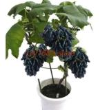 Rare Dwarf Sapphire Grape Seeds Organic Sweet Juicy Fruit