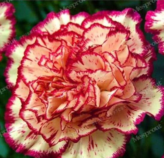 Carnation Seeds, Orange Double Flowers with Rose Red Edge