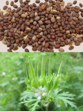 Geranium wilfordii Maxim