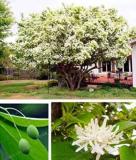 Tassels Seeds, Chinese Fringe Tree