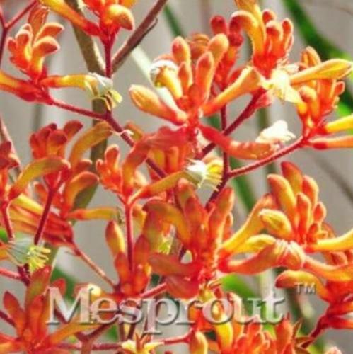 Kangaroo Paw Seeds, Orange Red Flowers